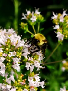 Bumblebee (Bombus sp.) visiting oregano (Origanum vulgare) flowers