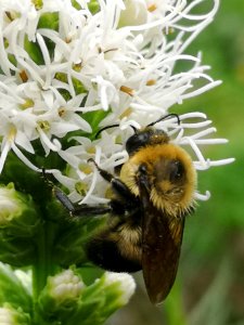 Bumblebee visiting gayfeather Liatris spicata 'Floristan White' photo
