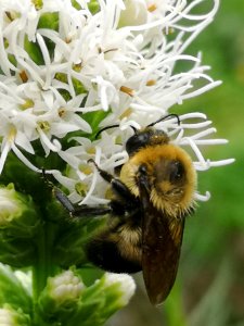 Bumblebee visiting gayfeather Liatris spicata 'Floristan White'