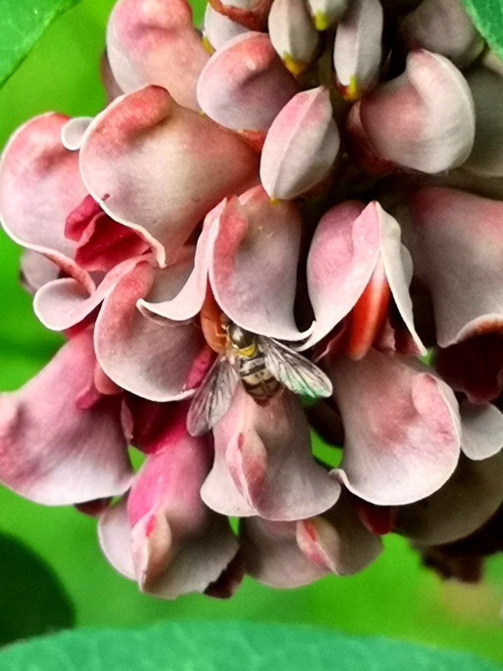 Hover fly visiting hopniss Apios americana