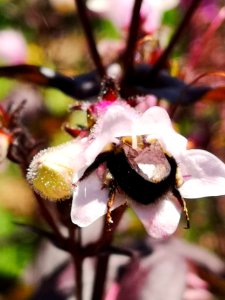 Bumblebee visiting hybrid beardtongue Penstemon Dark Towers