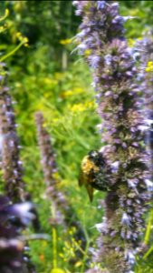 Carpenter bee on Agastache Blue Fortune