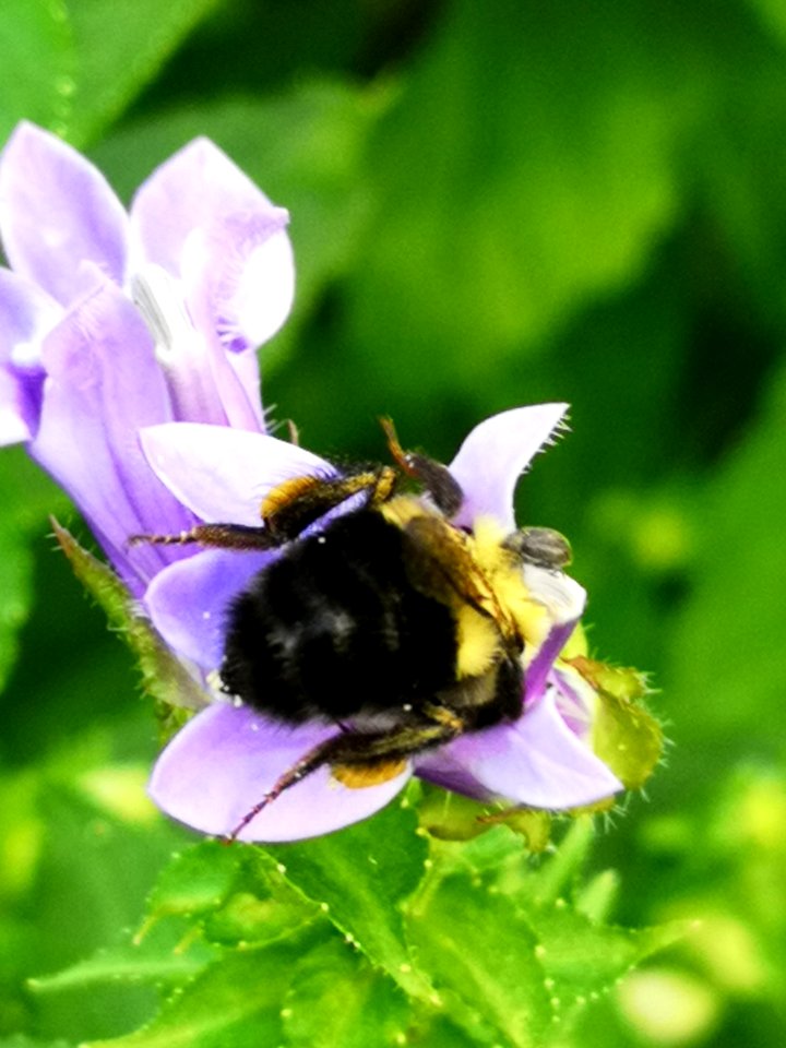 Bee visiting blue cardinal flower Lobelia siphilitica