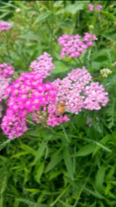 Honeybee on Achillea millefolium
