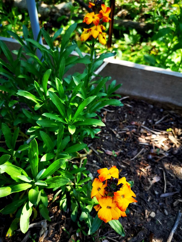 Wallflower (Erysimum)