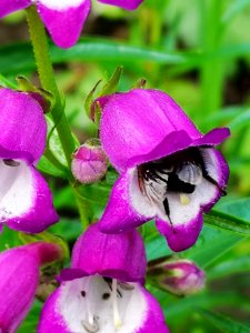 Bumblebee visiting hybrid beardtongue (Penstemon x mexicali 'Carillo Purple)