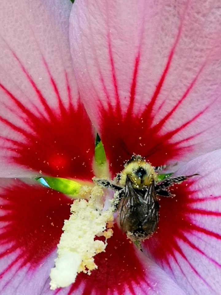 Bumblebee covered in pollen from rose of Sharon (Hibiscus syriacus)