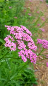Achillea millefolium Deep Rose