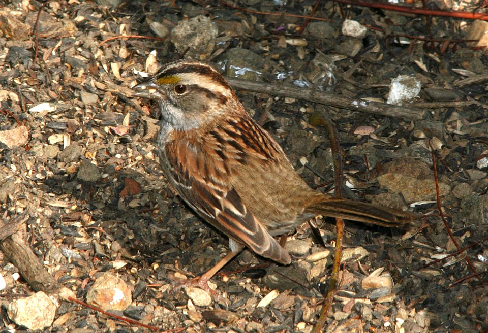 SPARROW, WHITE-THROATED (4-29-09) canet rd -2