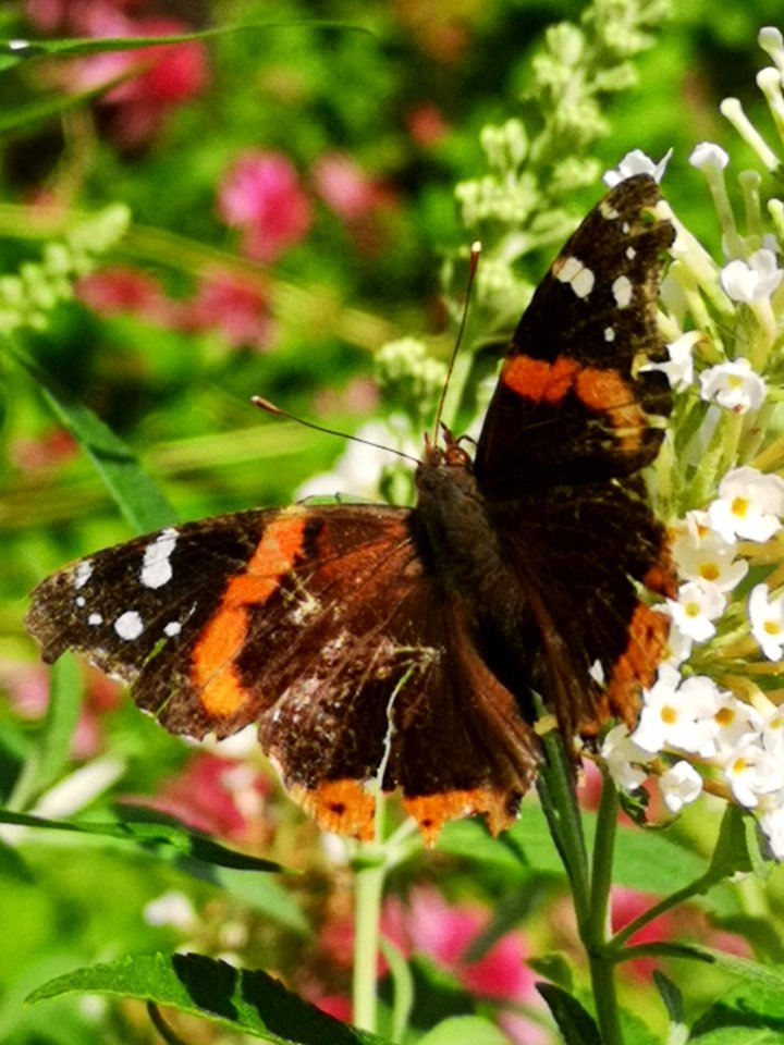 Red admiral butterfly Vanessa atalanta visiting butterfly bush Buddleja