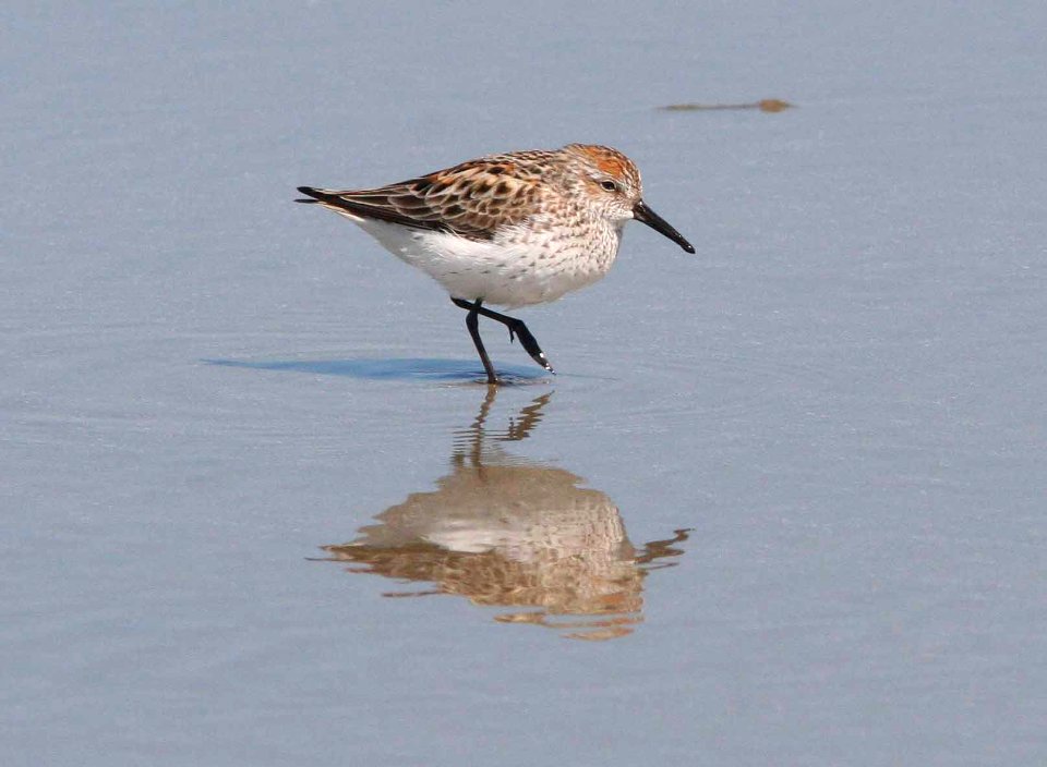 SANDPIPER, WESTERN (4-19-09) strand -06