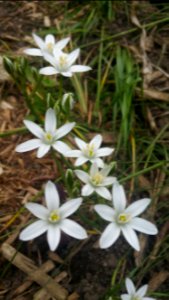 Ornithogalum umbellatum star of bethlehem