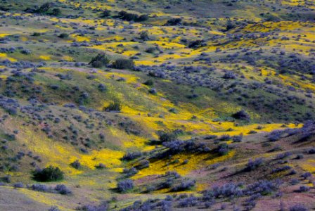 LAWSON SPRINGS AREA -205