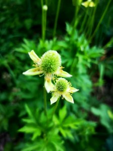 Thimbleweed (Anemone virginiana)