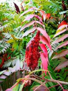 Staghorn sumac. Rhus typhina