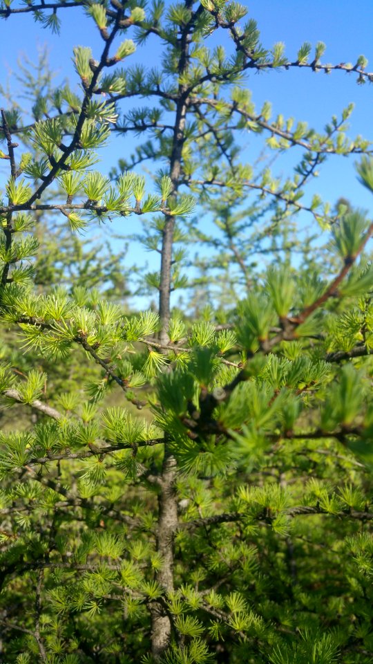Larch new leaves are so soft