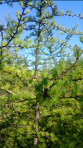 Larch new leaves are so soft