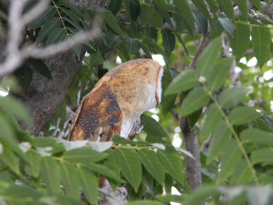 OWL, BARN (9-1-09) mu ranch, carrizo, slo co, ca -01