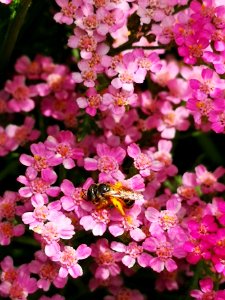 Little bee on yarrow (Achillea millefolium Desert Eve 'Deep Rose')