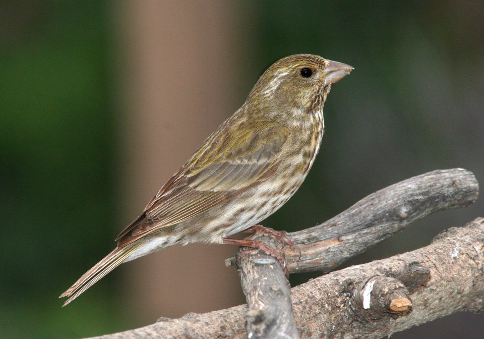 FINCH, PURPLE (4-28-09) female, canet -1