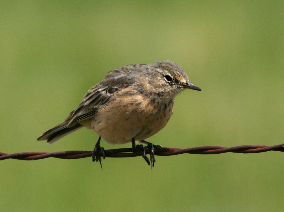 PIPIT, AMERICAN (4-9-09) ca valley -06