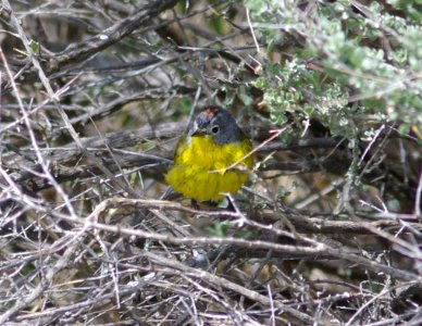 WARBLER, NASHVILLE (4-13-09) quail spr, carrizo -02