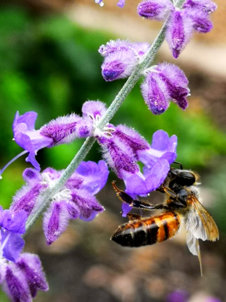 Honeybee visiting Russian sage Perovskia