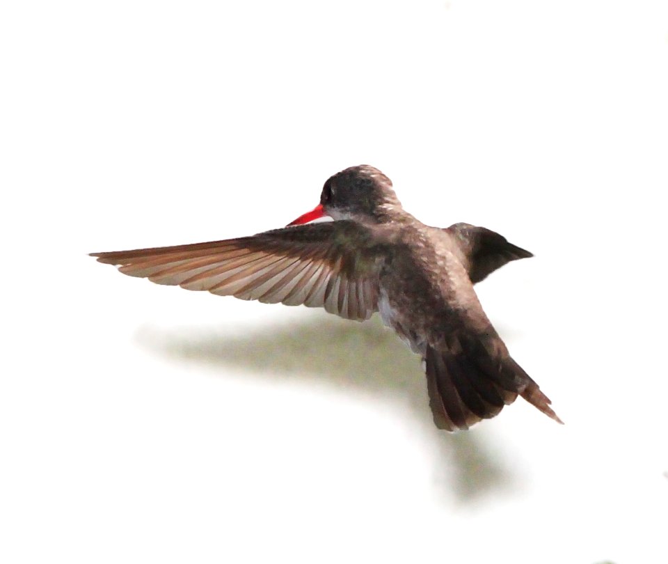HUMMINGBIRD, VIOLET-CROWNED (9-3-10) patton's, patagonia, scc, az -01
