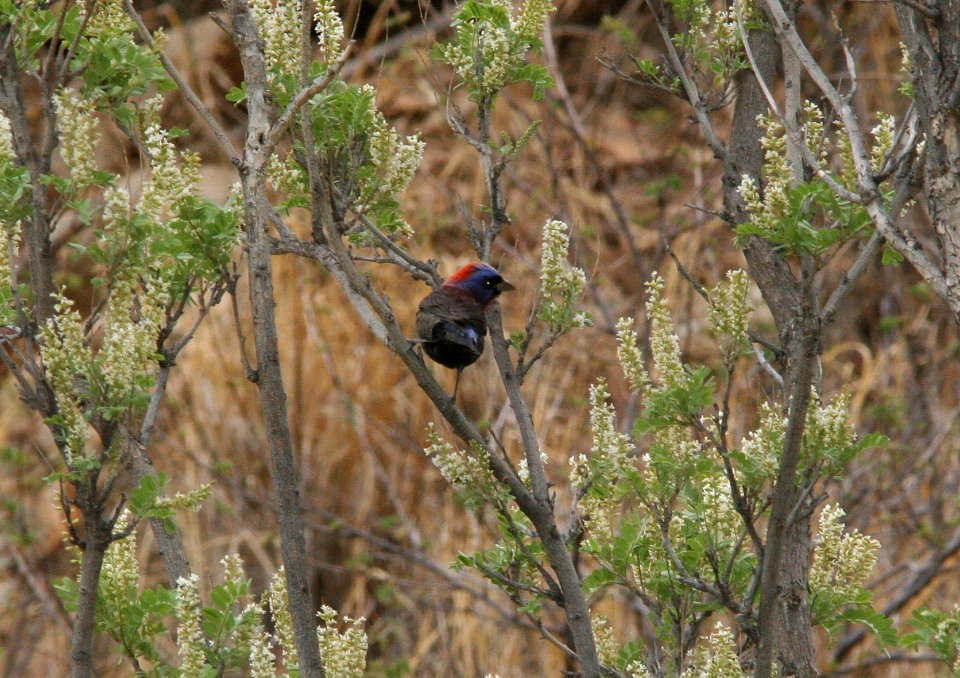 BUNTING, VARIED (6-19-09) male, florida wash, az -02