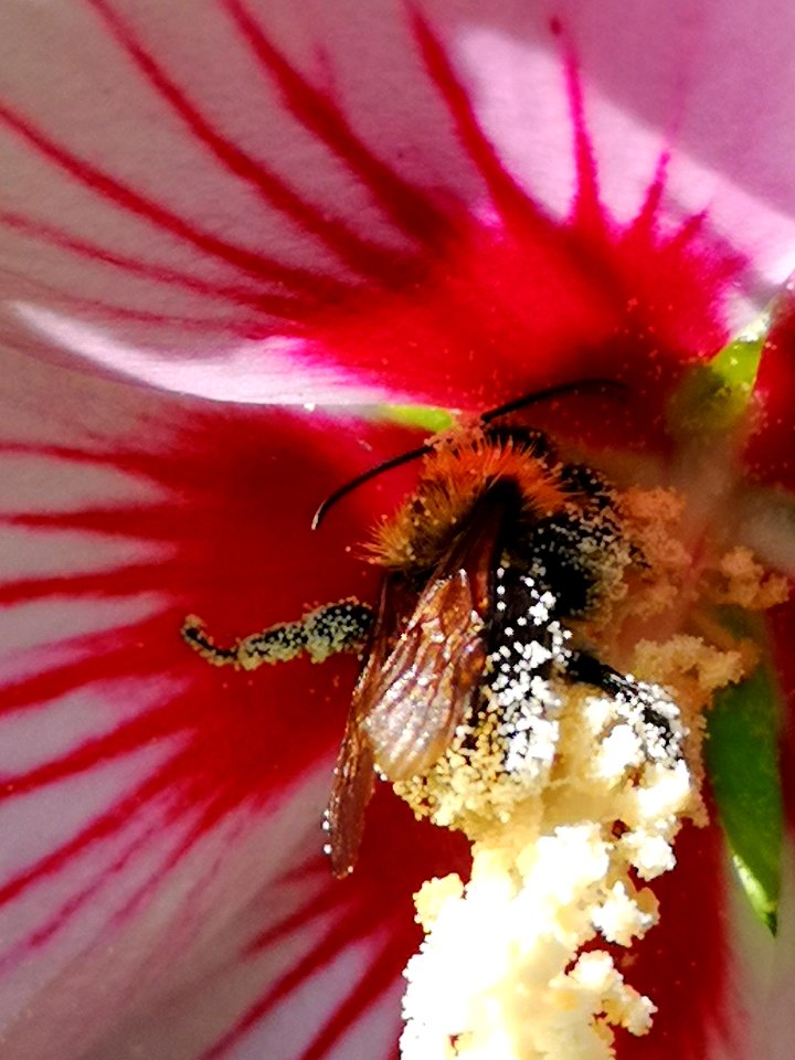 Bee visiting rose of Sharon Hibiscus syriacus covered in pollen