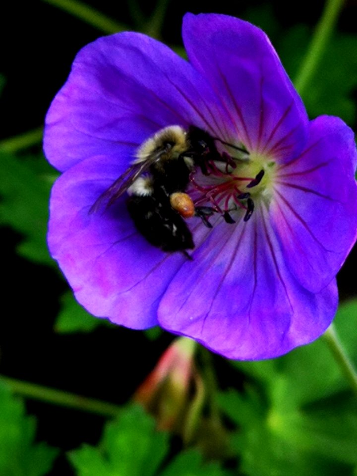 Bumblebee visiting cranesbill Geranium Azure Rush