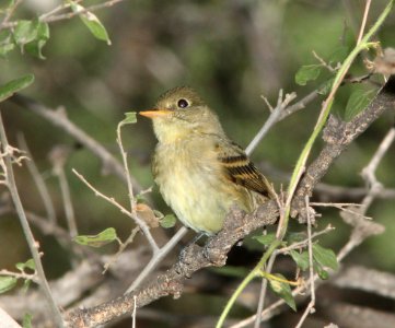 FLYCATCHER, second PACIFIC-SLOPE or CORDILLERAN (9-10-10) blue haven rd, patagonia, scc, az -07