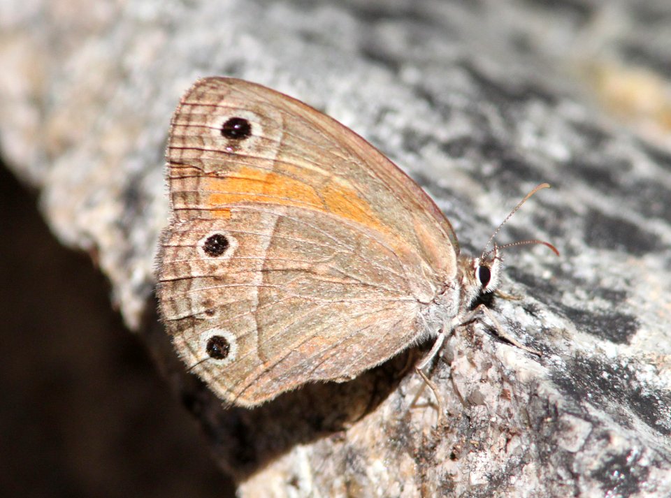 SATYR, RED (megisto rubricata) (7-27-09) ramsey cyn, az -01