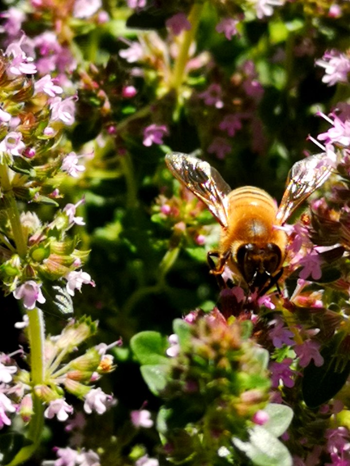 Honeybee visiting thyme flowers Thymus praecox