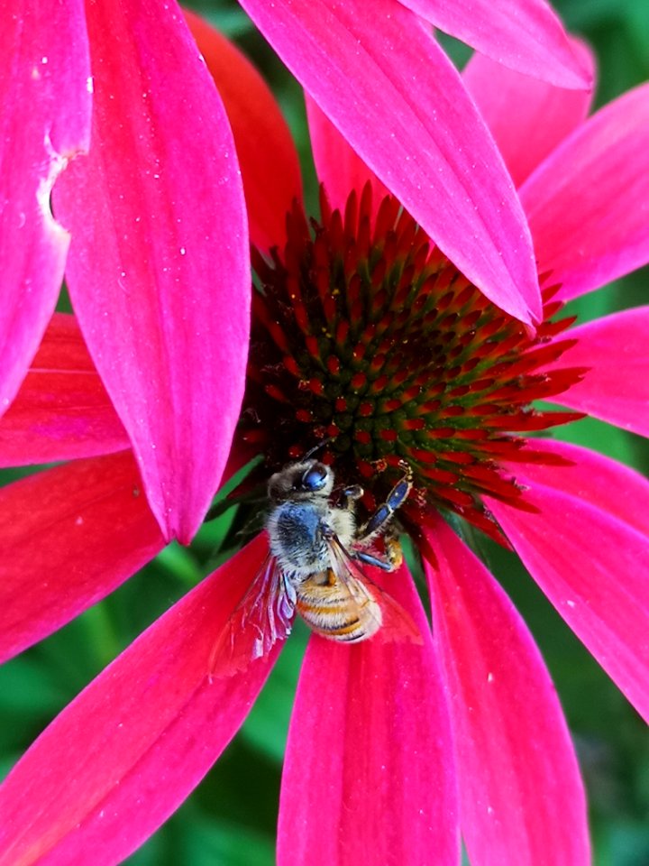 Honeybee (Apis mellifera) visiting coneflower (Echinacea 'Cheyenne Spirit')