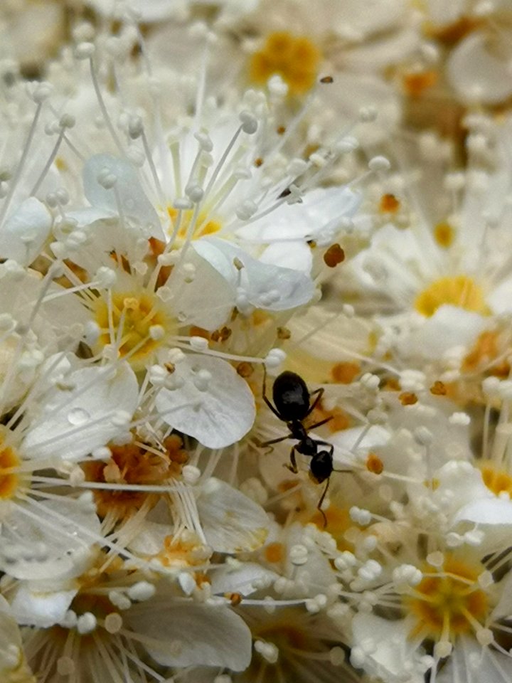Ants in the false spiraea (Sorbaria sorbifolia 'Sem')