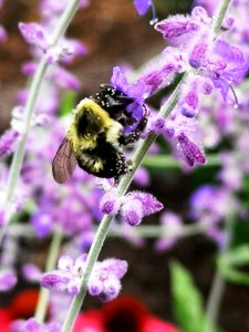 Bumblebee visiting Russian sage (Perovskia) photo