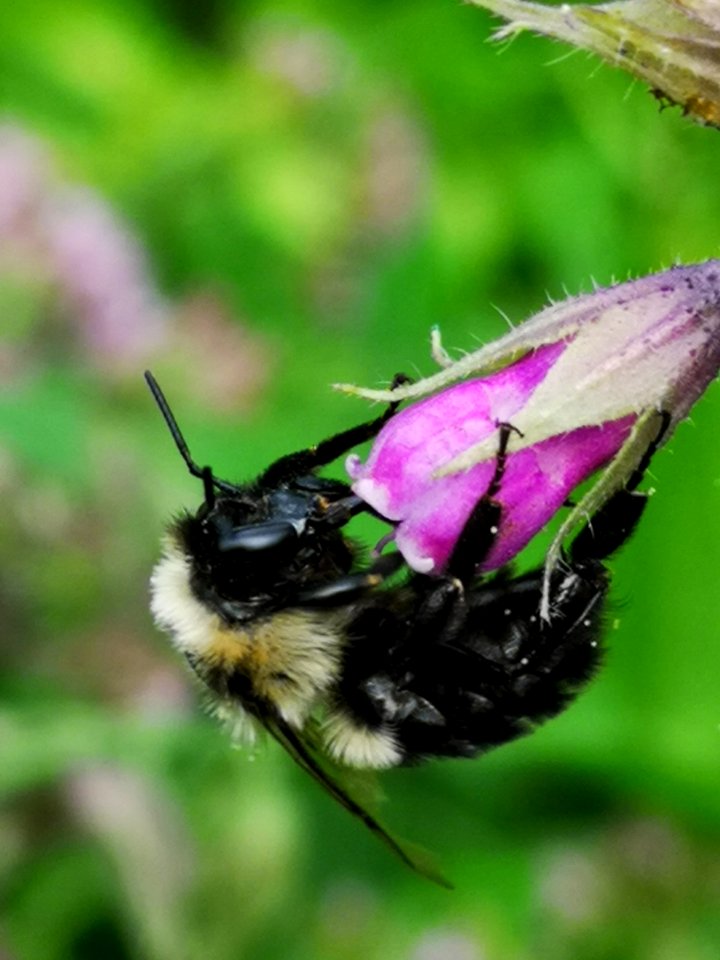 Bumblebee visiting comfrey