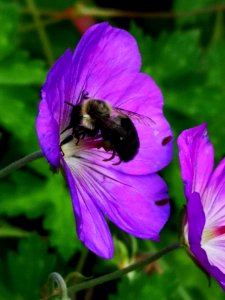 Bumblebee visiting cranesbill Geranium Azure Rush