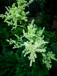 Rhubarb (Rheum rhabarbarum) flowers