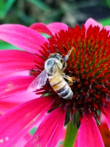 Honeybee (Apis mellifera) visiting coneflower (Echinacea 'Cheyenne Spirit')