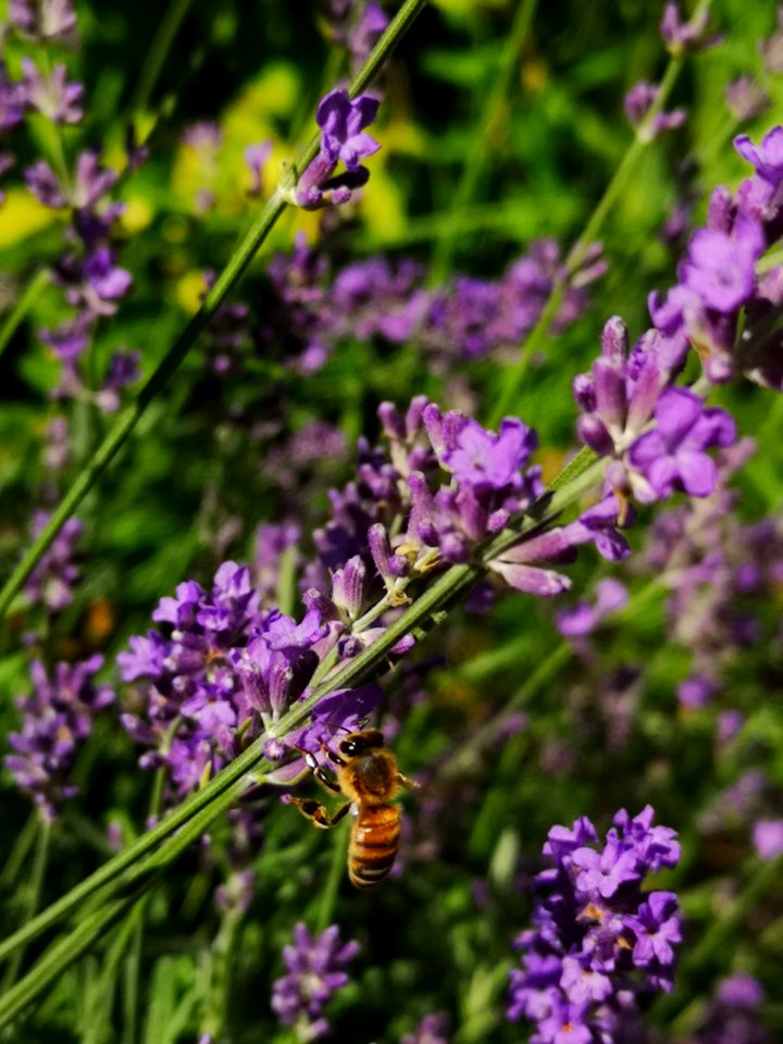 Lavender with honeybees photo