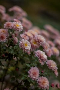 Krizantém / Chrysanthemum photo