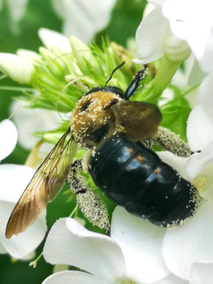 Carpenter bee Xylocopa visiting Phlox paniculata