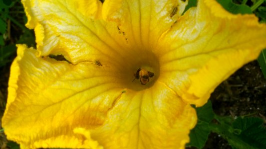 Bees and striped cucumber beetles in squash flower