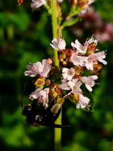 Two-spotted Longhorn bee (Melissodes bimaculatus) visiting oregano flowers (Origanum vulgare)