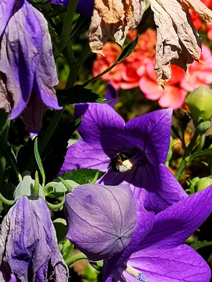 Balloon flower Platycodon grandiflorus