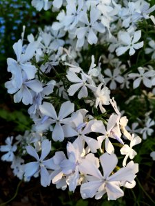 Phlox divaricata May Breeze