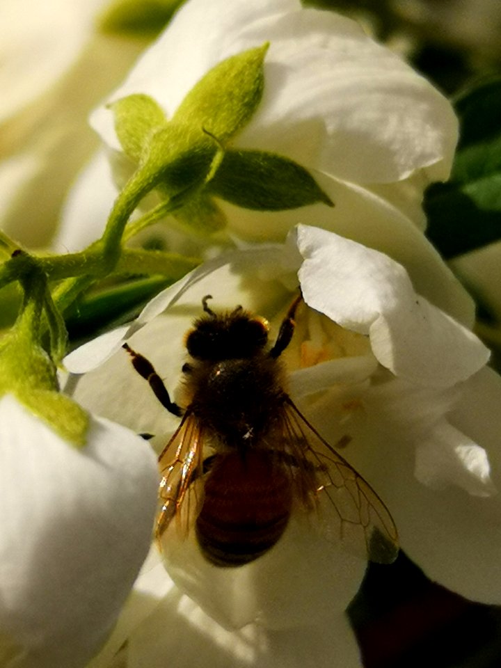 Honeybee visiting mockorange (Philadelphus viginalis'Snowbelle')