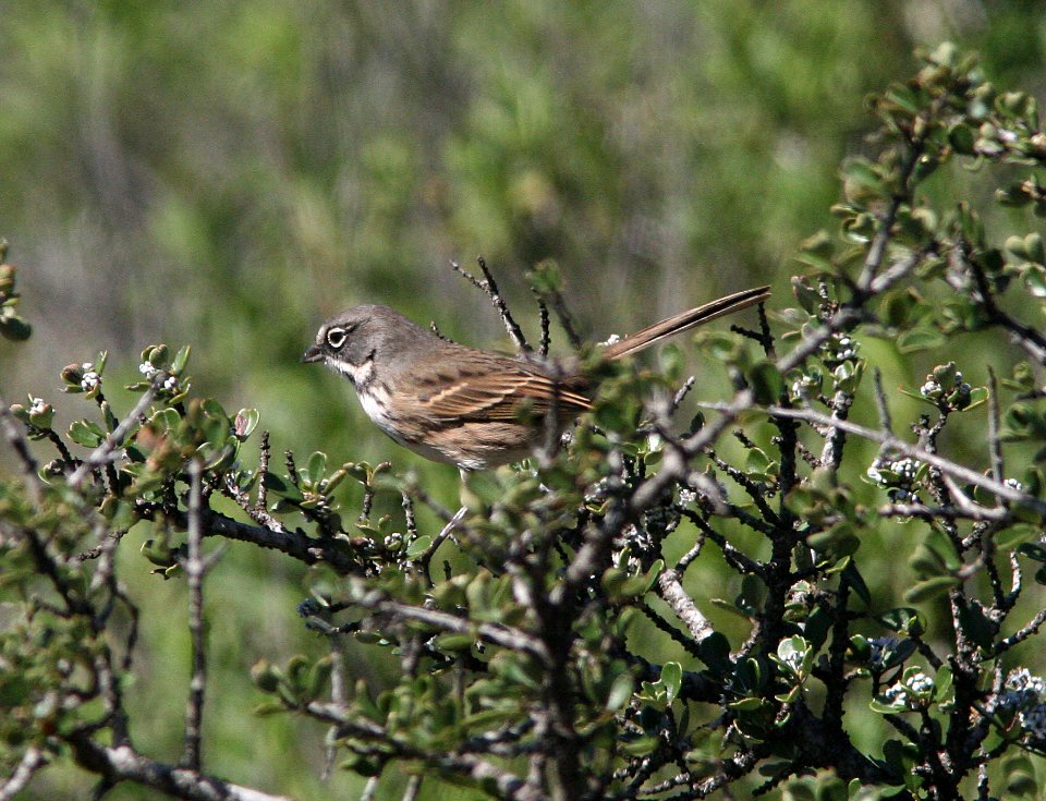 BELL'S SPARROW (belli) (4-19-09) cerro alto ridge, SLO Co, CA - 1a